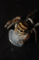 A small Jumping Spider eating(?) something