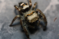 A small Jumping Spider