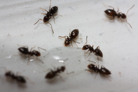 Ants feeding on poison