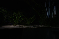 Aquarium at night, lit with a single-LED flashlight (long exposure)