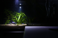 Aquarium at night, lit with a single-LED flashlight (long exposure)