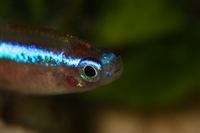 Cardinal Tetra (this is the best one in the gallery)