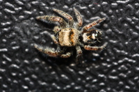A small Jumping Spider