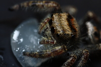 A small Jumping Spider eating(?) something