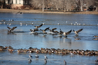 Birds landing on the lake