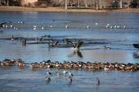 Birds landing on the lake