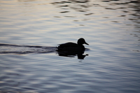 Silhouette of a duck on the lake
