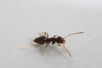 Small ant