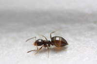 Small ant, bringing poison back to the nest