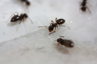 Ants feeding on poison