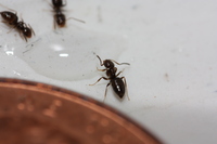 Ants, with a penny for scale